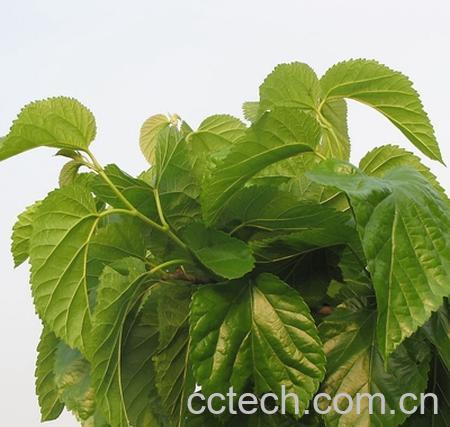 果蔬百科桑叶的副作用-0