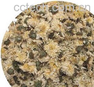 果蔬百科杭菊的功效与作用-0