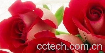 果蔬百科玫瑰花的功效-0