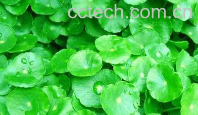 果蔬百科金钱草的副作用-0