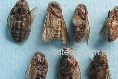 果蔬百科虻虫-0