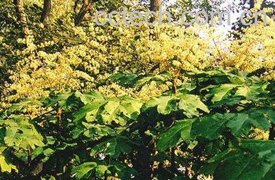 果蔬百科通草的作用-0