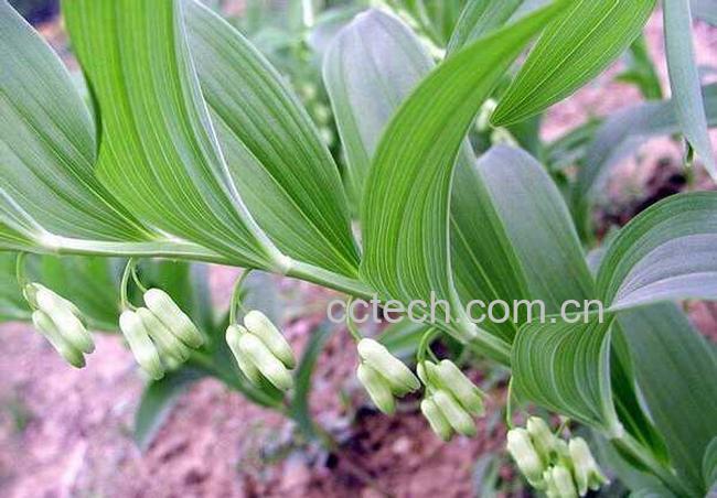 果蔬百科黄精的副作用-0