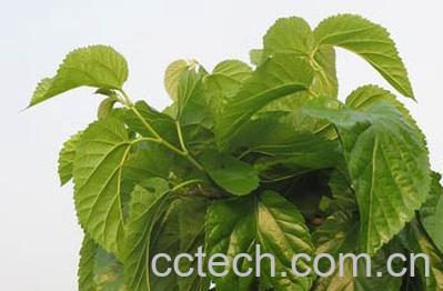 果蔬百科桑叶的药用价值-0
