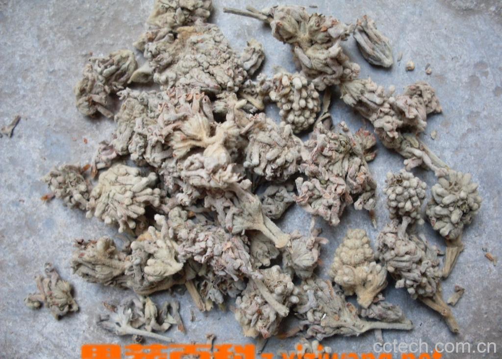 果蔬百科密蒙花-0