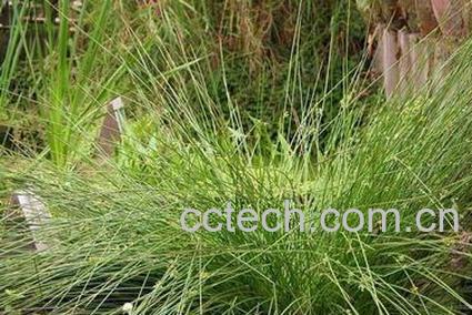 果蔬百科灯心草的功效与作用-0