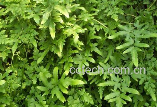 果蔬百科海金沙的功效与作用-0