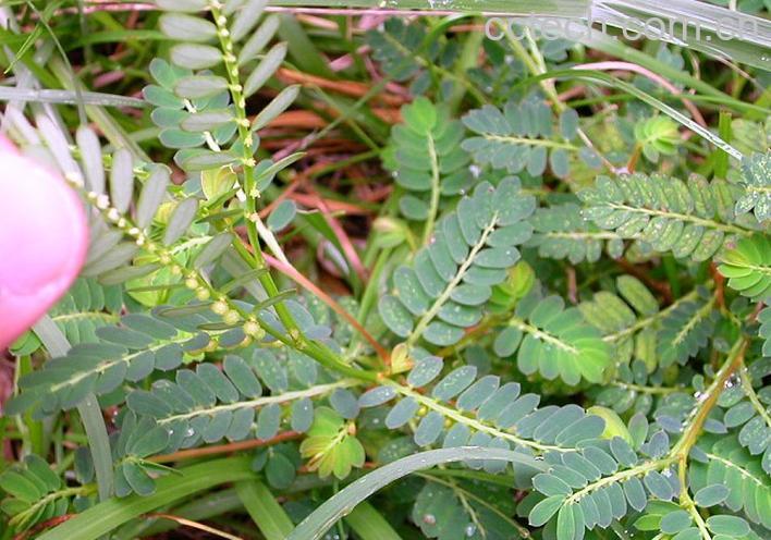 果蔬百科珍珠草的功效与作用-0