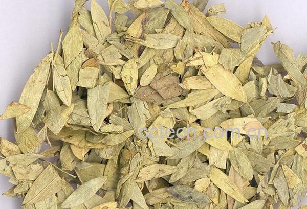 果蔬百科番泻叶-0