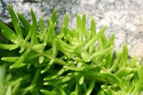 果蔬百科半枝莲的功效与作用-0