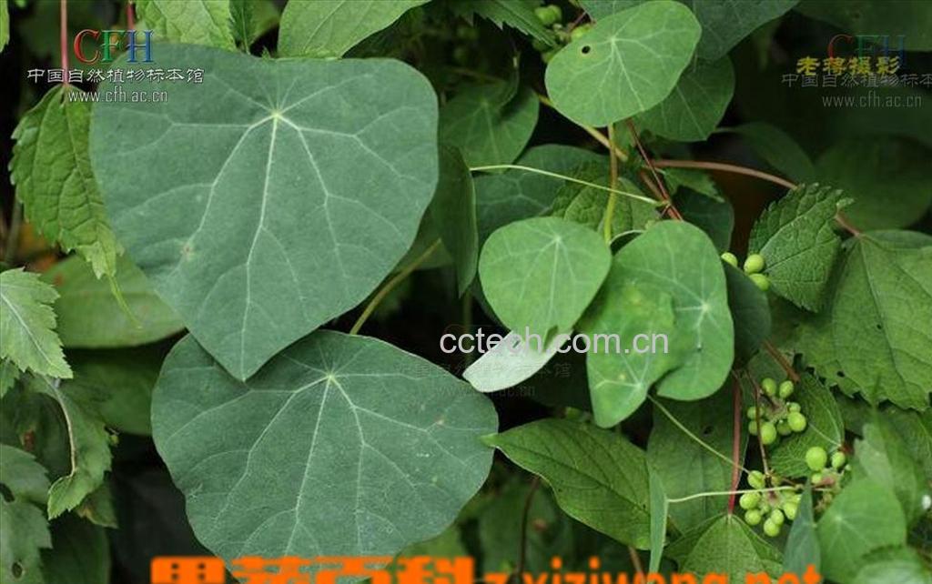 果蔬百科防己的功效与作用-0