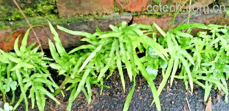 果蔬百科凤尾草的功效与作用-0