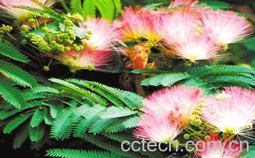 果蔬百科合欢花的功效-0