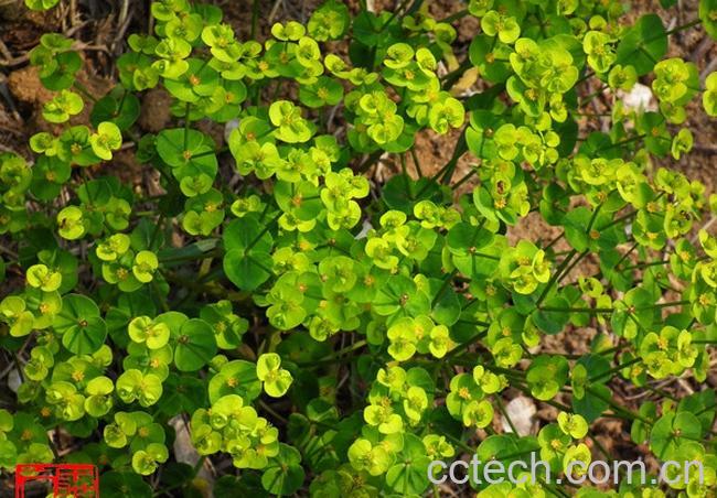 果蔬百科猫眼草的功效与作用-0