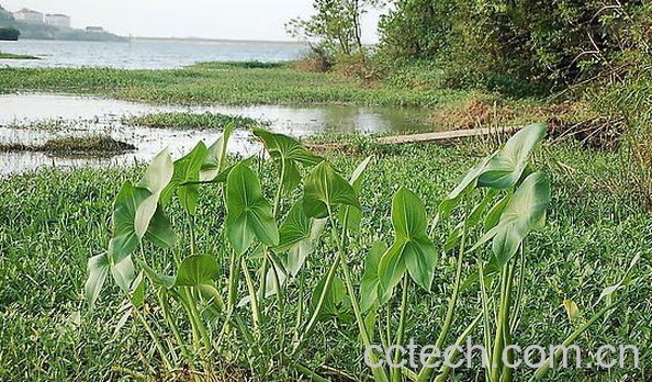 果蔬百科独角莲的功效与作用-0