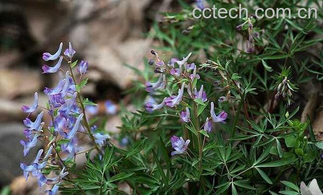 果蔬百科延胡索的功效与作用-0