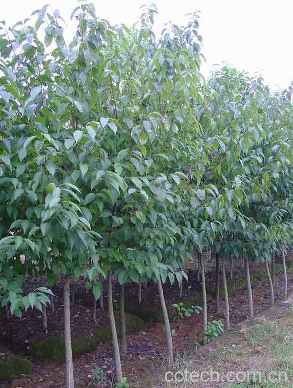 果蔬百科杜仲的功效与作用-0