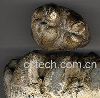 果蔬百科地榆的功效与作用-0