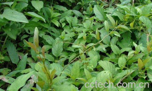 果蔬百科鸡屎藤-0