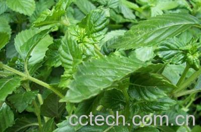 果蔬百科凉粉草的作用-0