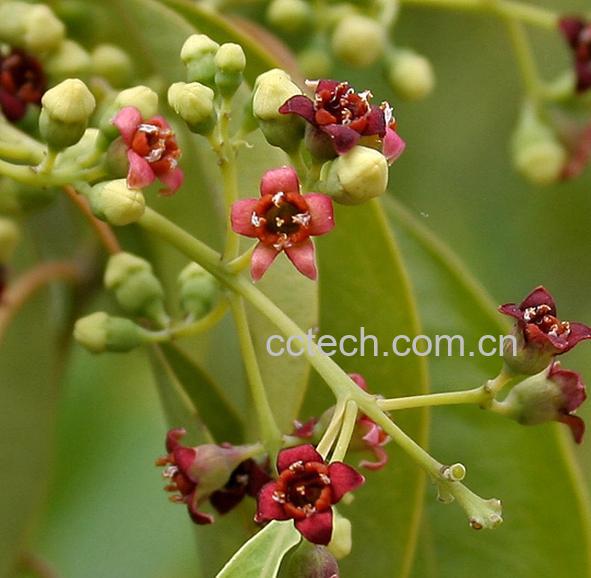 果蔬百科檀香-0