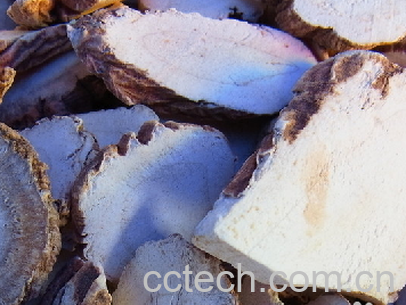 果蔬百科前胡的功效与作用-0