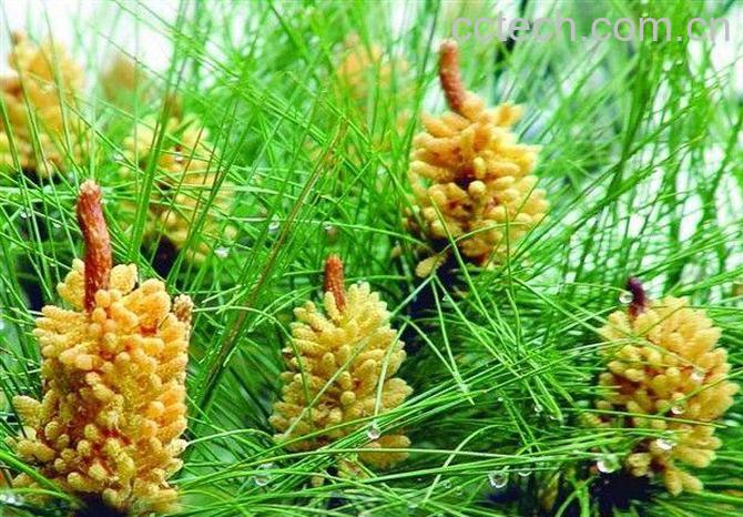 果蔬百科松花粉的副作用-0