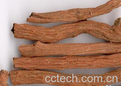 果蔬百科丹参的功效与作用-0