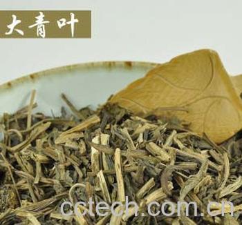 果蔬百科大青叶的功效与作用-0