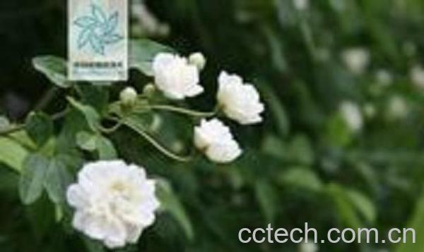 果蔬百科木香的功效与作用-0