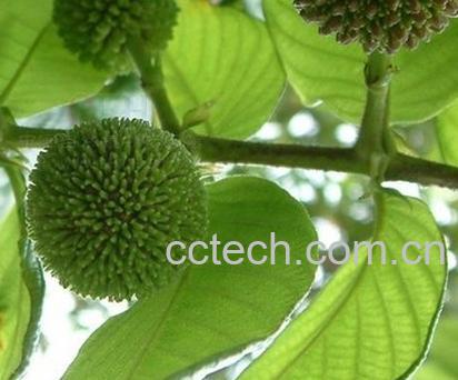 果蔬百科钩藤的功效与作用-0