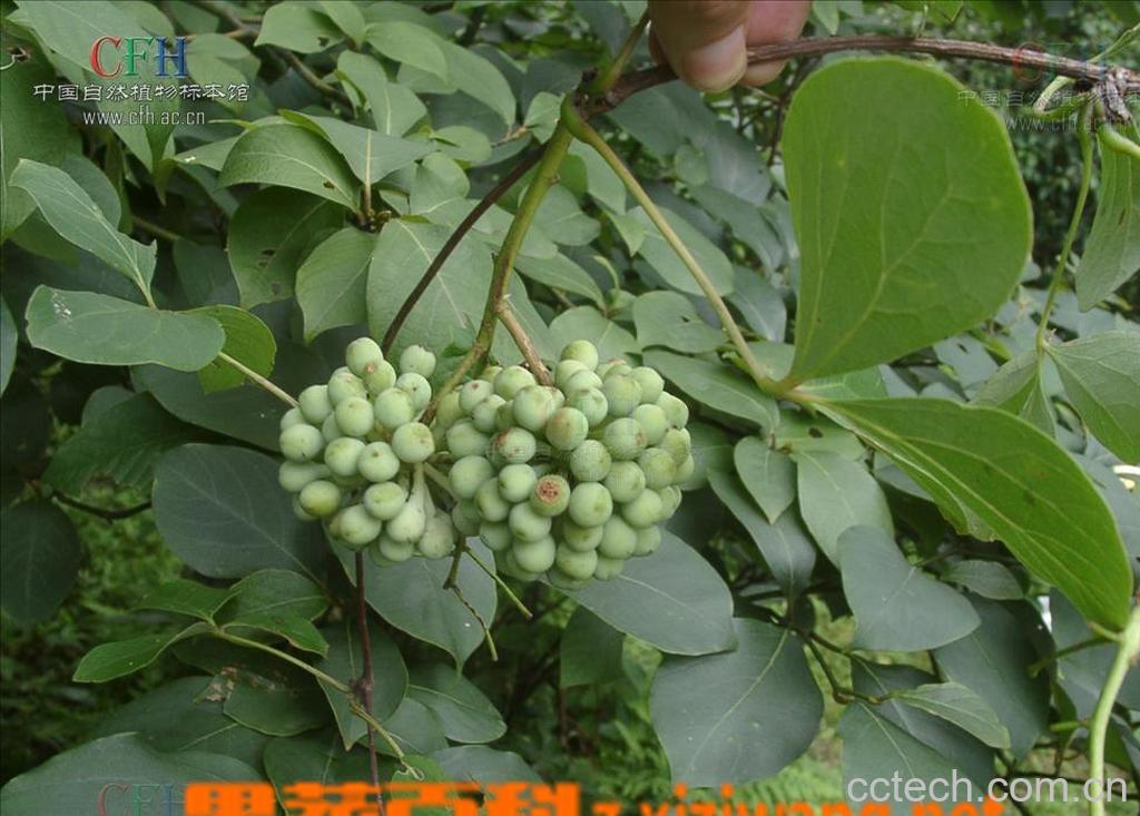 果蔬百科皂角刺-0