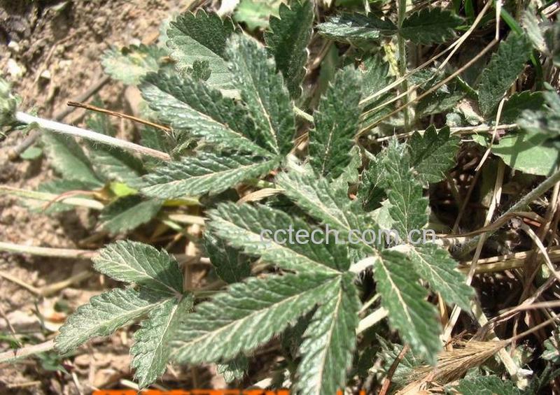 果蔬百科翻白草的功效与作用-0