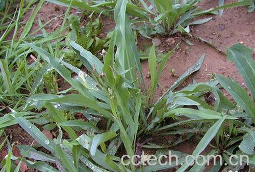 果蔬百科败酱草的功效与作用-0