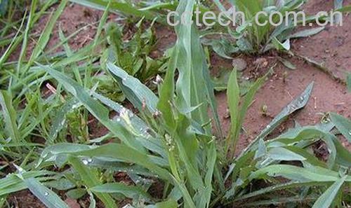 果蔬百科川贝母的功效-0