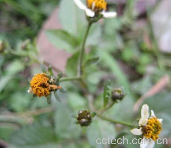 果蔬百科鬼针草的功效与作用-0