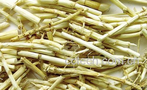 果蔬百科芦根的功效与作用-0