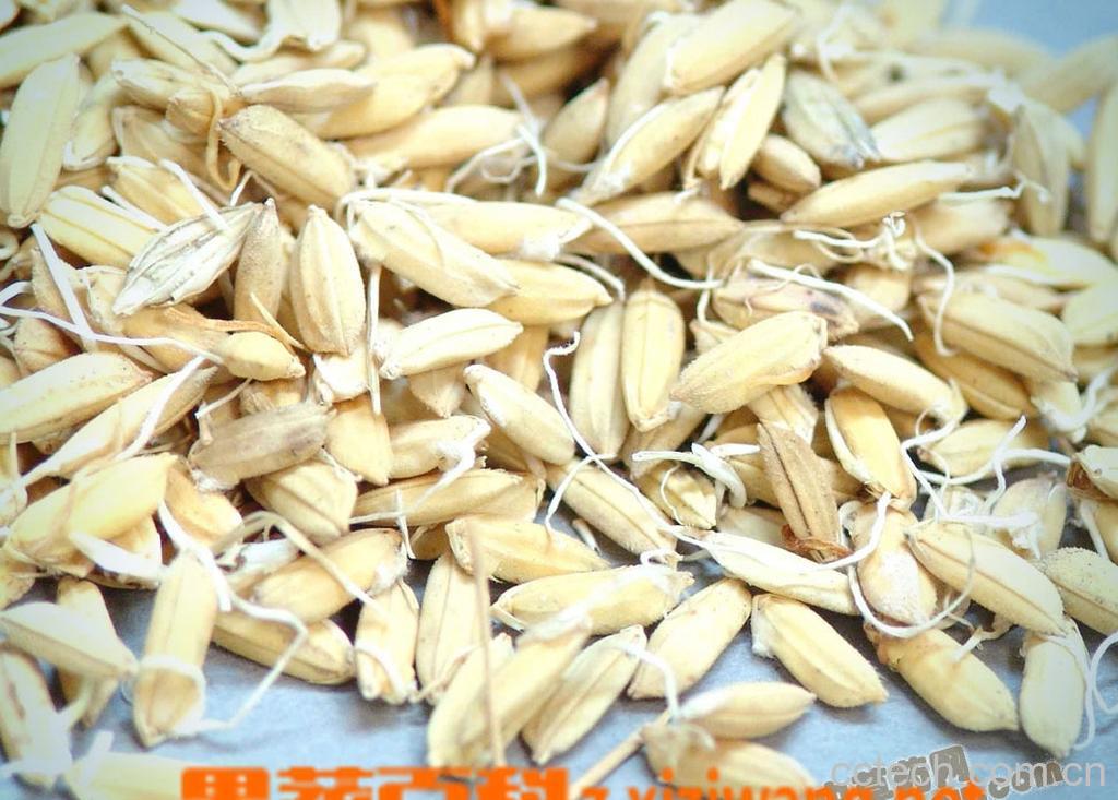 果蔬百科鸡内金的功效与作用-0