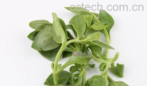 果蔬百科与作用-0