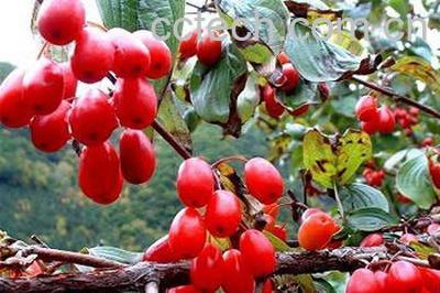 果蔬百科山茱萸的功效与作用-0