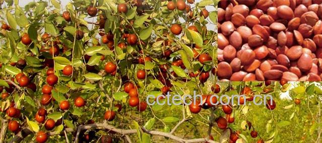 果蔬百科酸枣仁的功效与作用-0