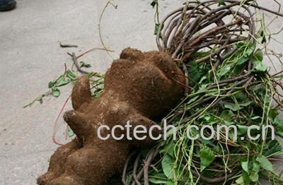 果蔬百科三七-0