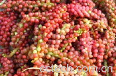 果蔬百科五味子的功效与作用-0