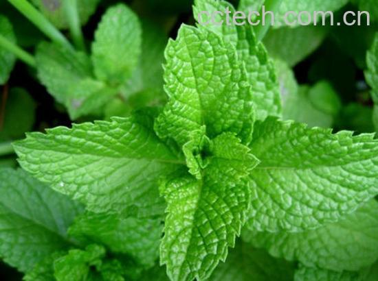 果蔬百科薄荷的功效与作用-0