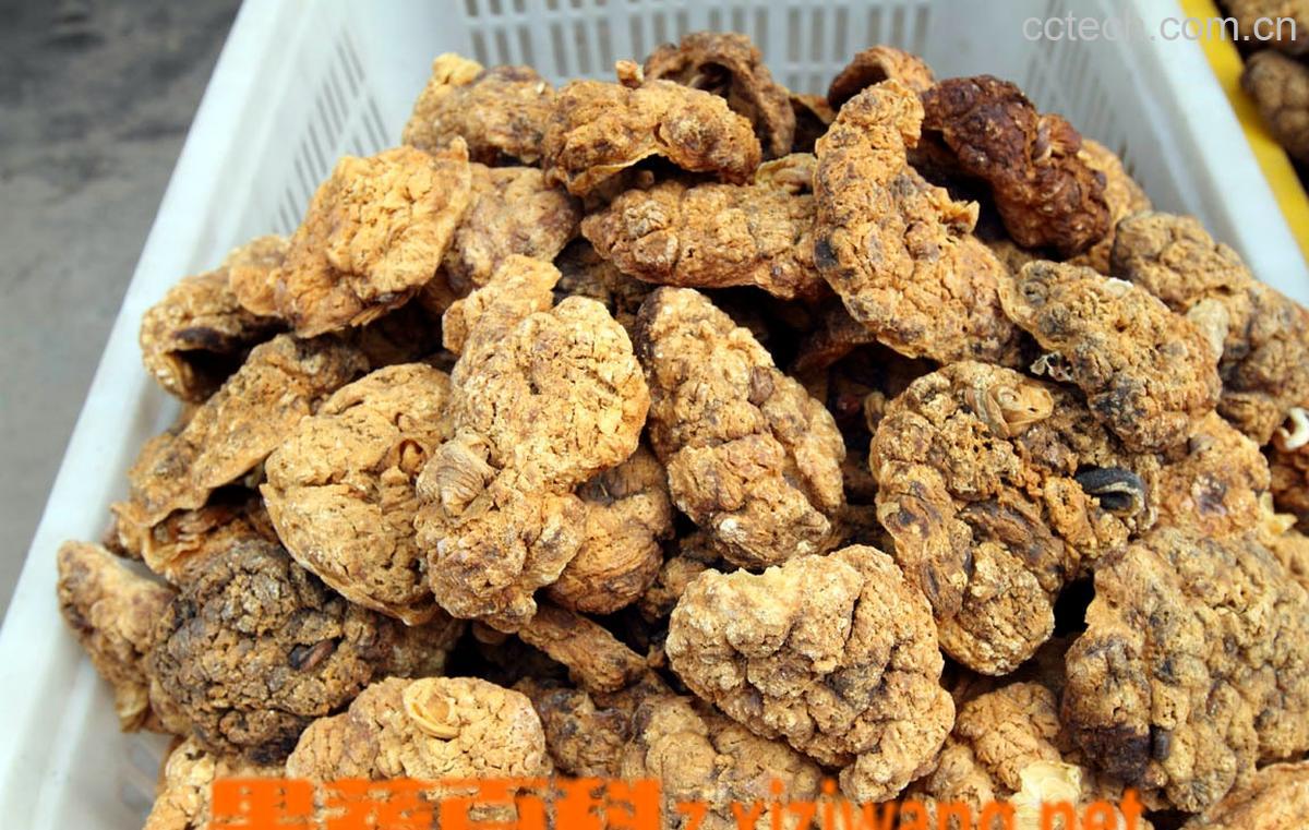 果蔬百科紫河车的功效与作用-0