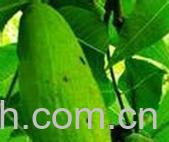 果蔬百科五倍子-0