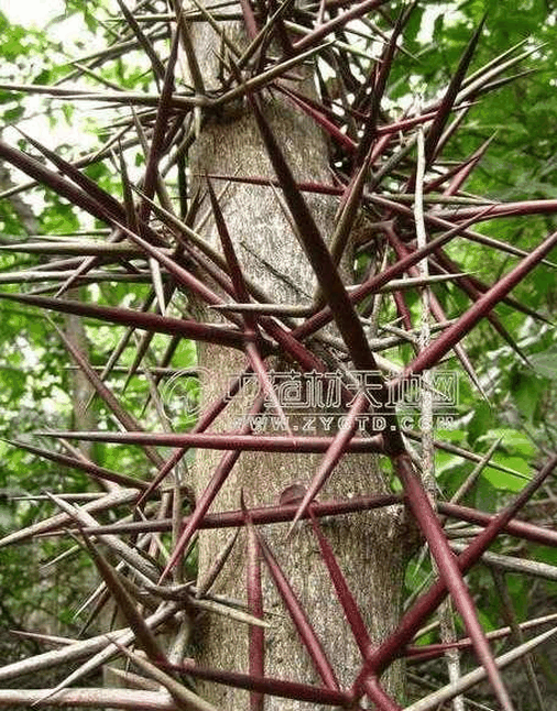 果蔬百科皂角刺功效与作用-0