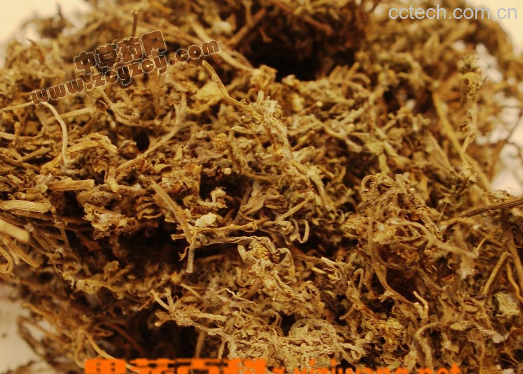 果蔬百科鹅不食草的功效-0