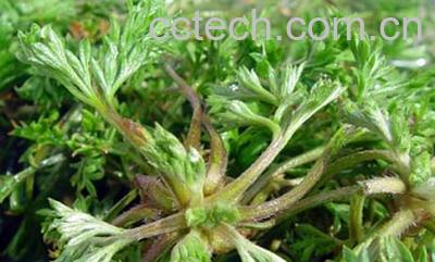 果蔬百科白蒿的作用-0