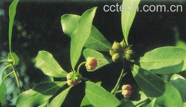 果蔬百科小茴香的功效-0